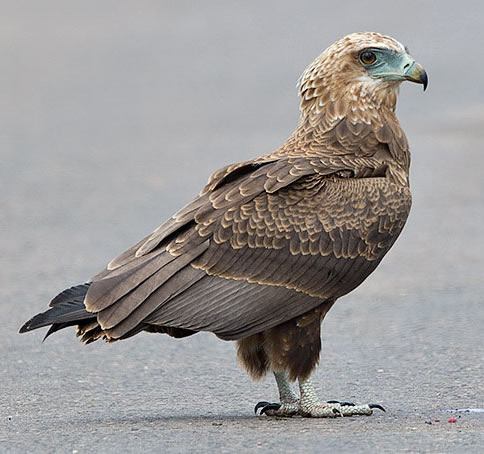 Bateleur immature bird